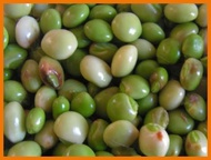 ☇◑ ✙ Kadyos or Pigeon Pea Seeds