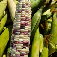 Jagung Ketan Putih Ungu / Jagung Pulut 1kg