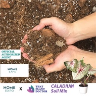 Caladium Soil Mix (4L / 1.8KG)/ Tanah Baja/ Fertilize