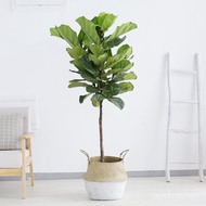 National Ficus Lyrata Pot Indoor Greenery Large Plant Living Room Large Pot Large Leaf Nordic Suct