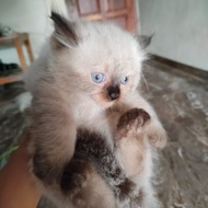 kucing himalaya jantan/betina 2,5 bulan seal point