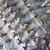 Ikan Sepat Ronggeng, Pasir Penambang