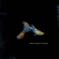 【LIVE】GUPPY Fish Albino Sky Blue Guppy collector favourite carry ribbon gene