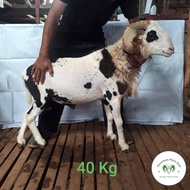 Domba Garut Qurban Aqiqah