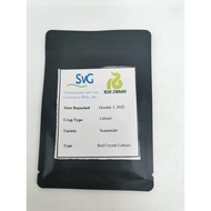 SCAMANDR LETTUCE SEEDS BY RIJK ZWAAN 50 seeds