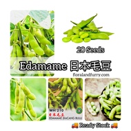 20 Seeds WH210 Edamame 日本毛豆 Biji Benih Kacang Bulu Soya