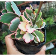 ☃✣Variegated Kalanchoe