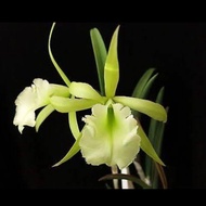 Brassavola jiminy cricket