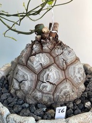 南非龜甲龍｜Dioscorea elephantipes ｜———｜塊根植物｜象牙宮｜龜甲龍｜曲刺妖炎｜橄欖｜象足漆樹｜多肉植物｜龍舌蘭｜嚴龍｜