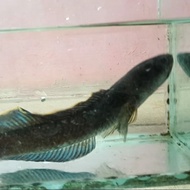 ikan hias channa limbata ukuran7-10 cm/channa limbata