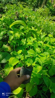 bibit tanaman markisa jumbo/markisa jumbo