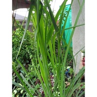 ♞Available live Citronella grass ship out with out leaves