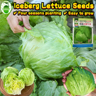 งอกง่าย 500เมล็ด/ซอง เมล็ดพันธุ์ ผักสลัด ไอซ์เบิร์ก Organic Iceberg Lettuce Seeds for Sale Super Bal