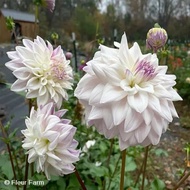 AUTHENTIC DINNERPLATE DAHLIA 1 BULB WHO ME DAHLIA