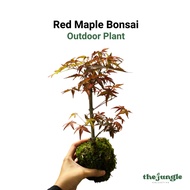 【Local Seller】Red Maple Bonsai, Outdoor Plant