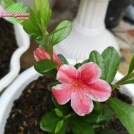Tanaman Azalea bunga merah putih - Saliyah merah putih - Hebat Garden Store