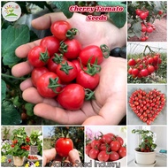 [Fast Germination] Red Cherry Tomato Seeds for Planting (200 seeds/pack, Suitable for Growing In Malaysia) - Organic Fruit Seeds Fruits Plant Seeds Bonsai Fruit Tree Seeds Vegetable Live Plants Indoor Potted Plants Outdoor Real Plant Benih Pokok Buah