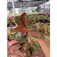 PROMO AGLONEMA !!! Aglaonema Adelia terbatas