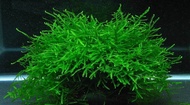 java moss on lava rock aquatic plant