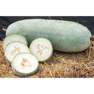 20 biji benih kundur/ 20 winter melon seed