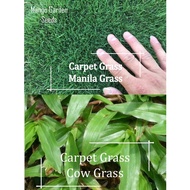 Grass Mix Seeds 5000 Seed - Manila, Cow Grass, Bermuda Seeds - Mango Garden Seeds