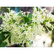 Hoa dạ lý hương - bầu giống cây to lớn