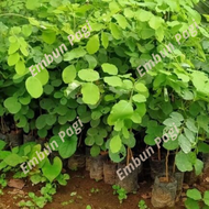 bibit tanaman kayu sonokeling bibit sonokeling