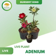 Adenium Plant Thailand Multi Layer Pokok Kemboja Live Plant Pokok Hidup [Ready Stock] Random Pick