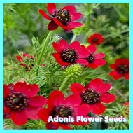 ปลูกง่าย ปลูกได้ทั่วไทย ของแท้ 100% 100 Pcs Rare Adonis Flower Seeds for Sale ด้วยใบไม้หลากสีที่สวยงาม ของแต่งบ้านสวน เมล็ดบอนสี ต้นไม้มงคล บอนไซแคระ ต้นไม้ฟอกอากาศ บอนสี เมล็ดดอกไม้ Plants Seeds for Home &amp; Garden Planting