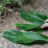 daun lerek segar untuk membuat lemang daun lerak segar dari kebun