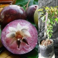 Anak pokok star apple caimito