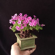 爆花老樁) 紫花塊根幸運草 盆景 三葉草 酢漿草 愛心葉 盆栽 植物 bonsai gift  禮物  plant 【實拍。只此一盆】👑9年五星老店
