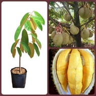 Pokok Durian Chanee D123(Pokok Kawin)