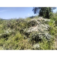 BAJA BIO - ORGANIK KN9 1KG