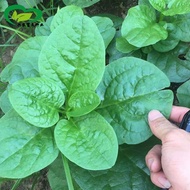 Big Leaf Fungus Vegetable Seeds Small Green Vegetables Balcony Potted Vegetables Planting Vegetables