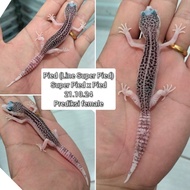 Leopard Gecko Pied ( line super pied) s.17