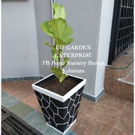 Pokok Fiddle Fig / Fiddle Fig Leaf ( Pokok Hiasan )