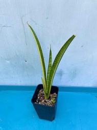 斑葉棒錦虎尾蘭 (罕有品種)