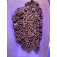 Gula Hitam India Gred A1 3.8kg