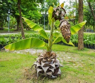 10 เมล็ดพันธุ์ Home Plant Seed กล้วยผาแดง กล้วยโบราณหายาก กล้วยมงคลต้นใหญ่ทรงพุ่มฟอร์มใบสวย (Ensete superbum) มีคู่มือพร้อมปลูก อัตรางอก 80-85%