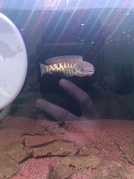 channa aurantimaculata channa cobra 5inch (defect fish) 眼镜蛇雷龙  4寸  (一点瑕疵品)