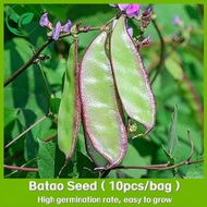 Batao Seeds - (10seeds）Batao or Hyacinth Bean Purple Seeds