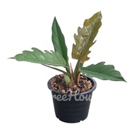 ฟิโลเดนดรอน พิณนาค (Philodendron caramel marble green)Pot”6