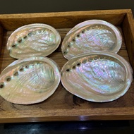 Le’Tropics - ABALONE SEA SHELLS superb quality.