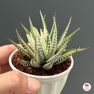 ม้าลายด่างขาว Haworthia Attenuata variegated white form ไม้อวบน้ำ กุหลาบหิน cactus&amp;succulentหลากหลายสายพันธุ์