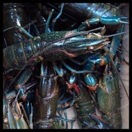 Lobster Air Tawar Konsumsi Hidup Ukuran (Random)Perkilo Good Product