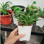 8 cm Square Pot Sofi Pot 8 Black White