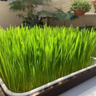 Wheatgrass (Organic) Seeds for growing (100g/500g/1kg)