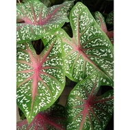 Caladium Red Star/Keladi Red Star/ Keladi Kampung