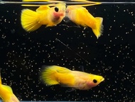 Guppy gold wild koi glassbelly short body ( SPECIAL COLLECTION)